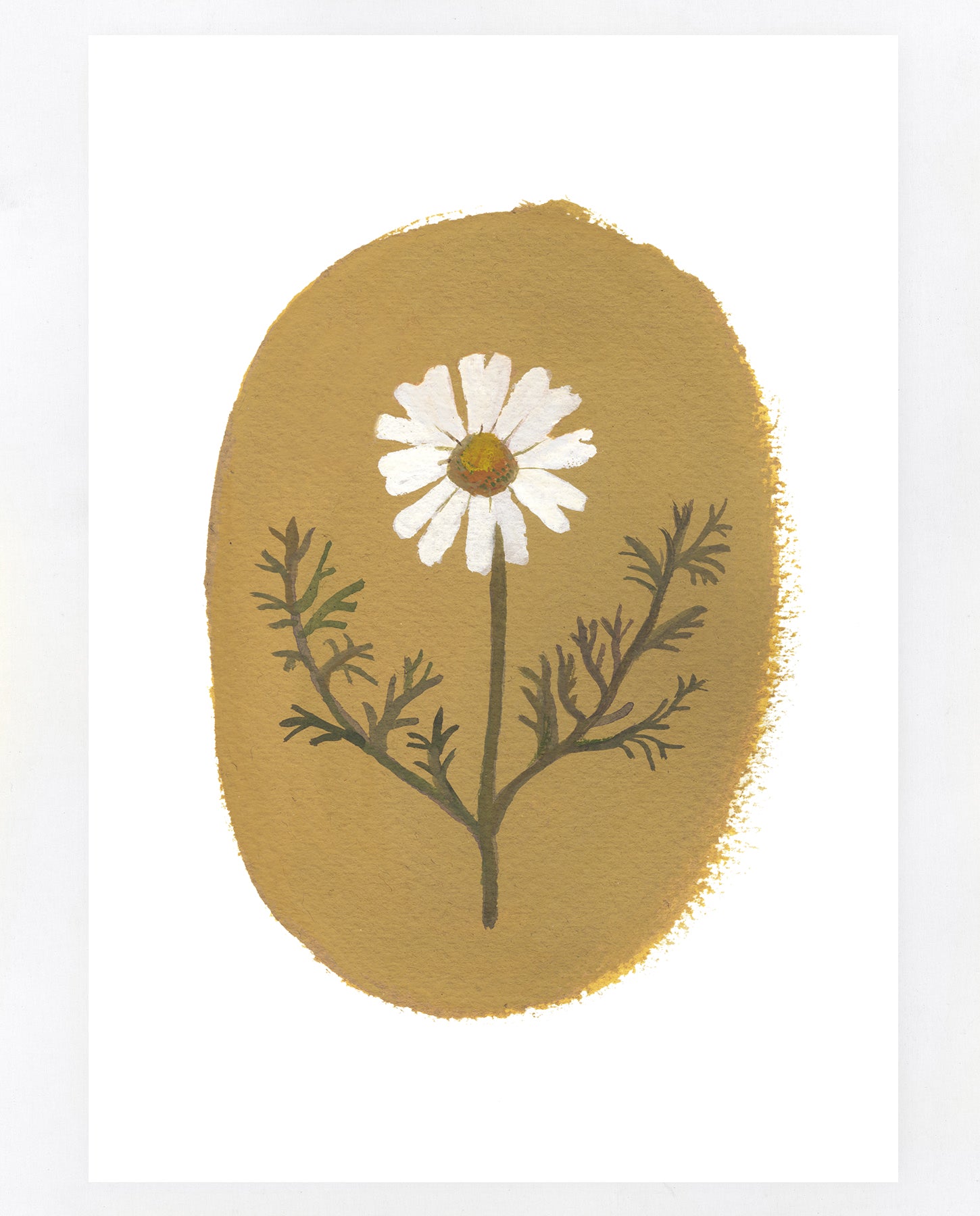 Corn chamomile A5 print