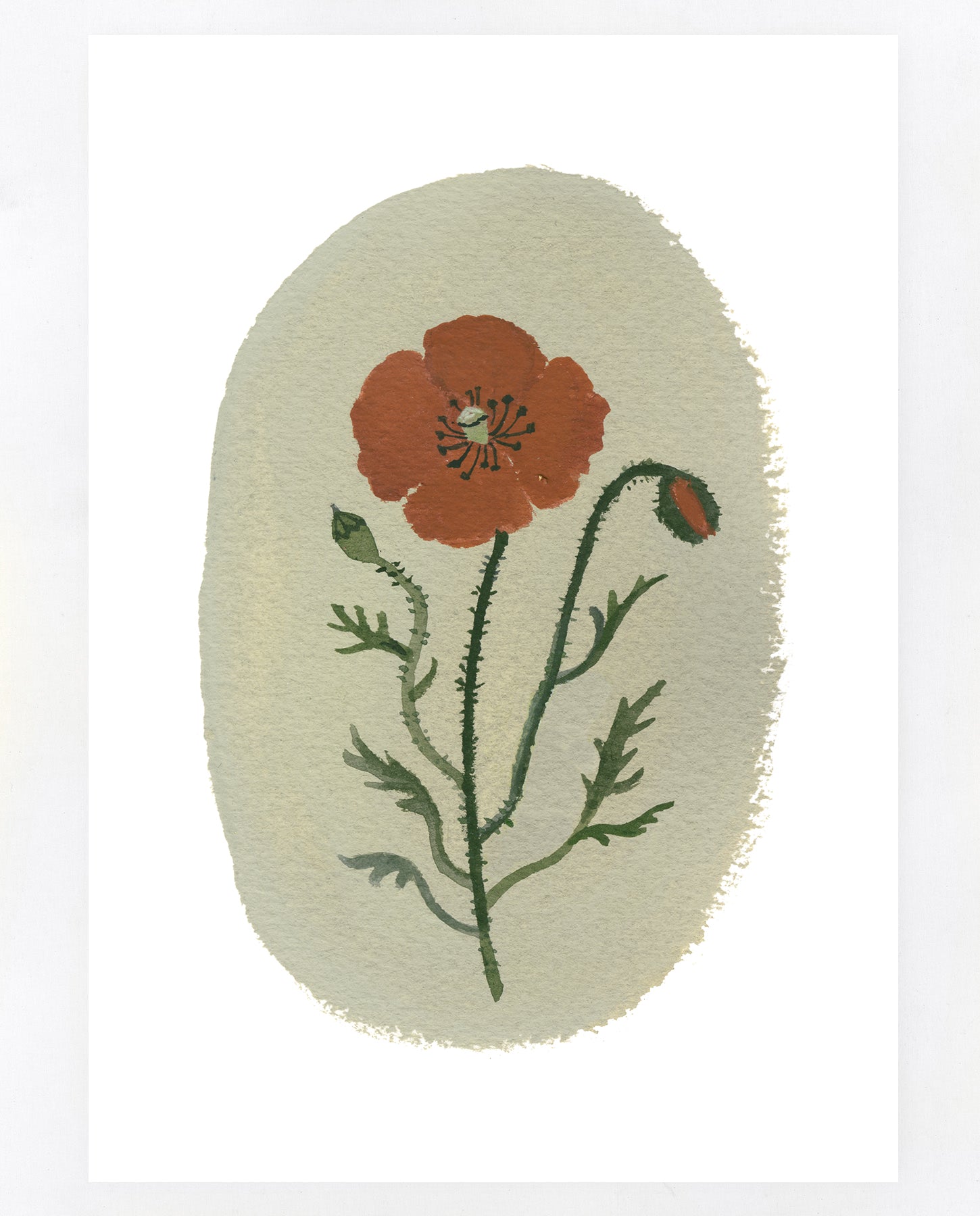 Field Poppy A5 print