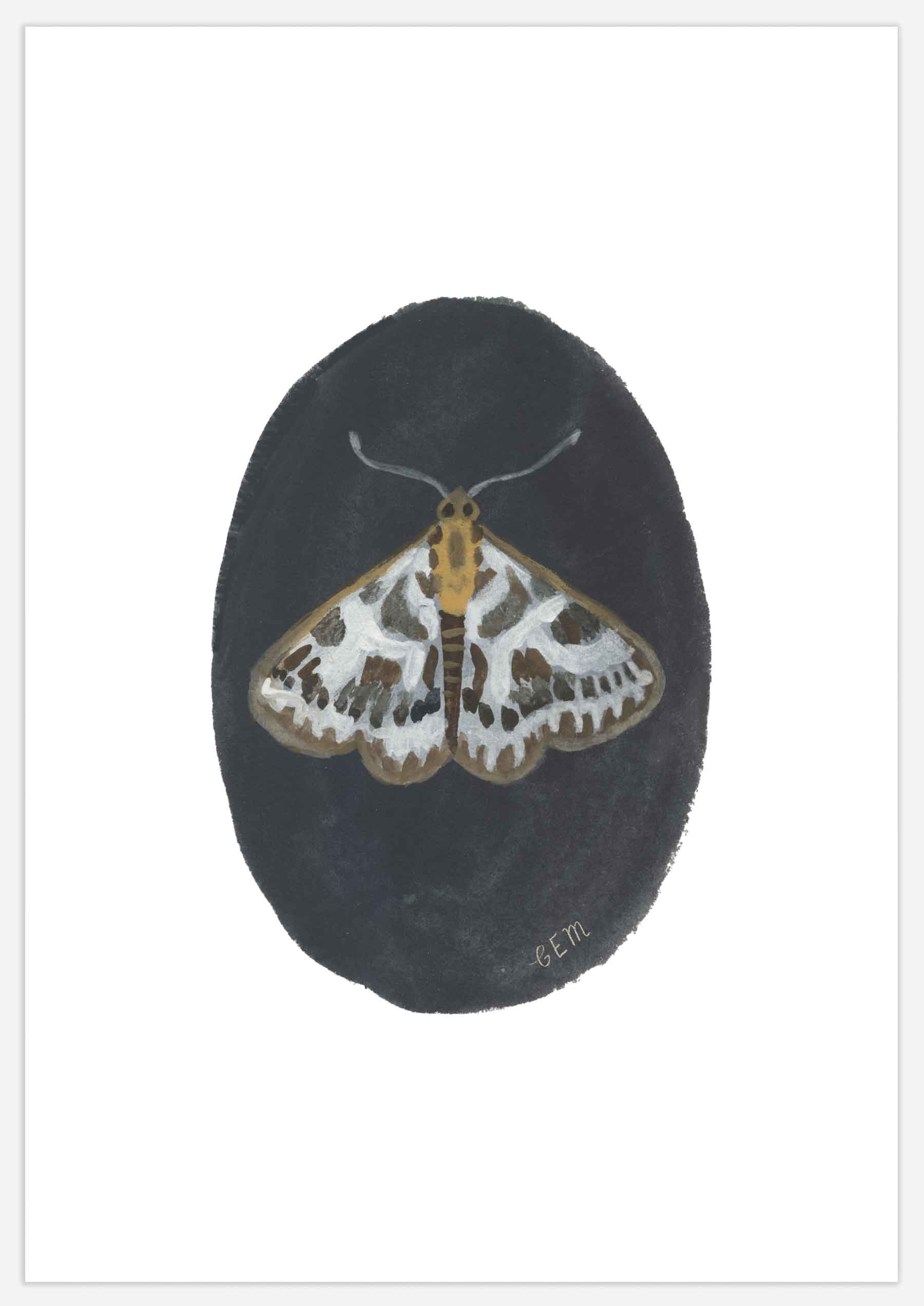 Small Magpie Moth Print