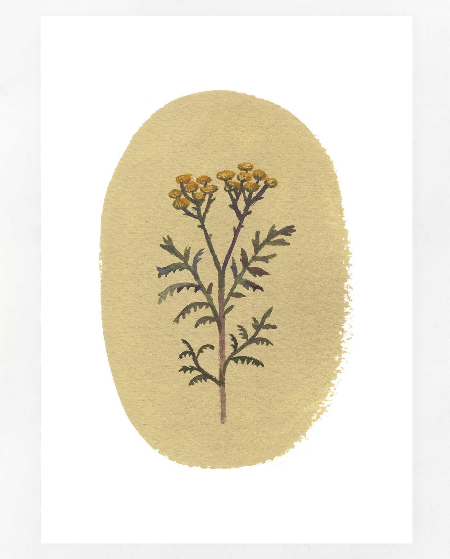 Tansy A5 print