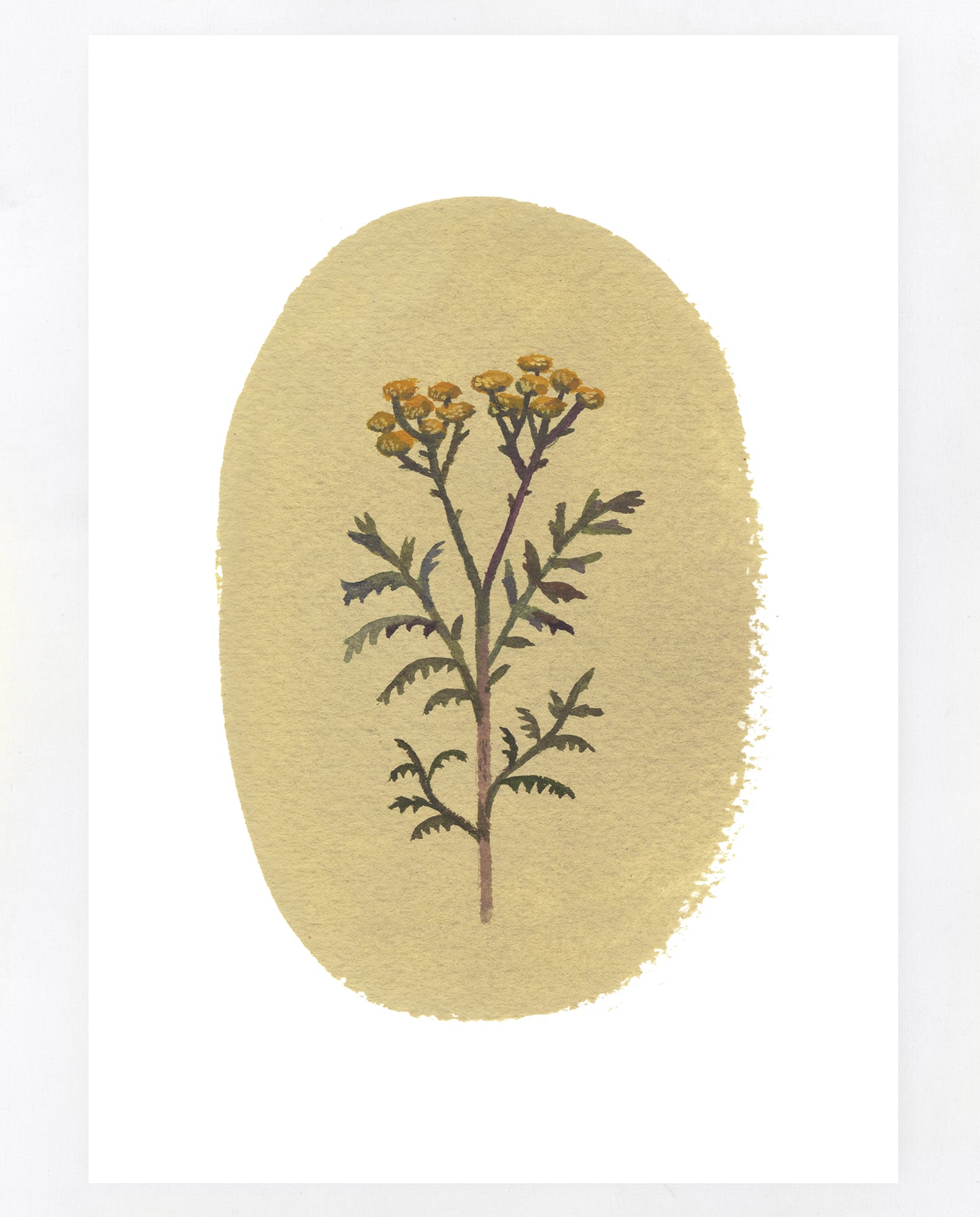 Tansy A5 print