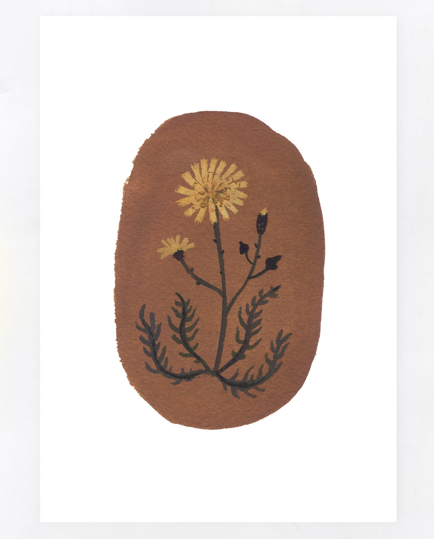 Autumn Hawkbit A5 print