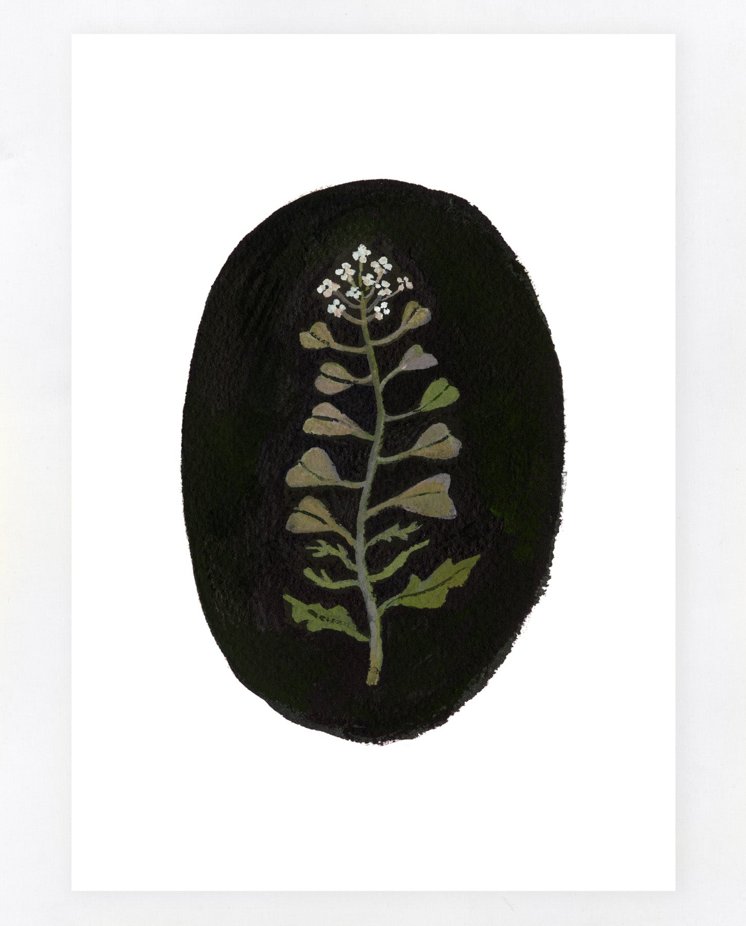 Shepherd's Purse A5 Print