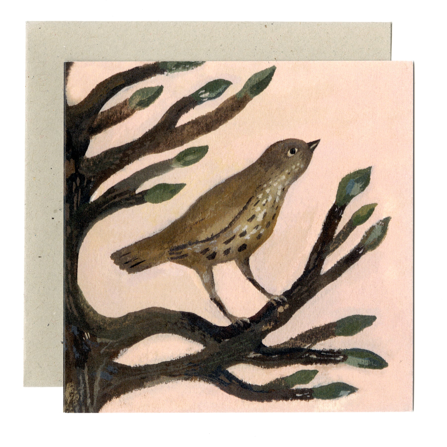 Song Thrush and Buds card
