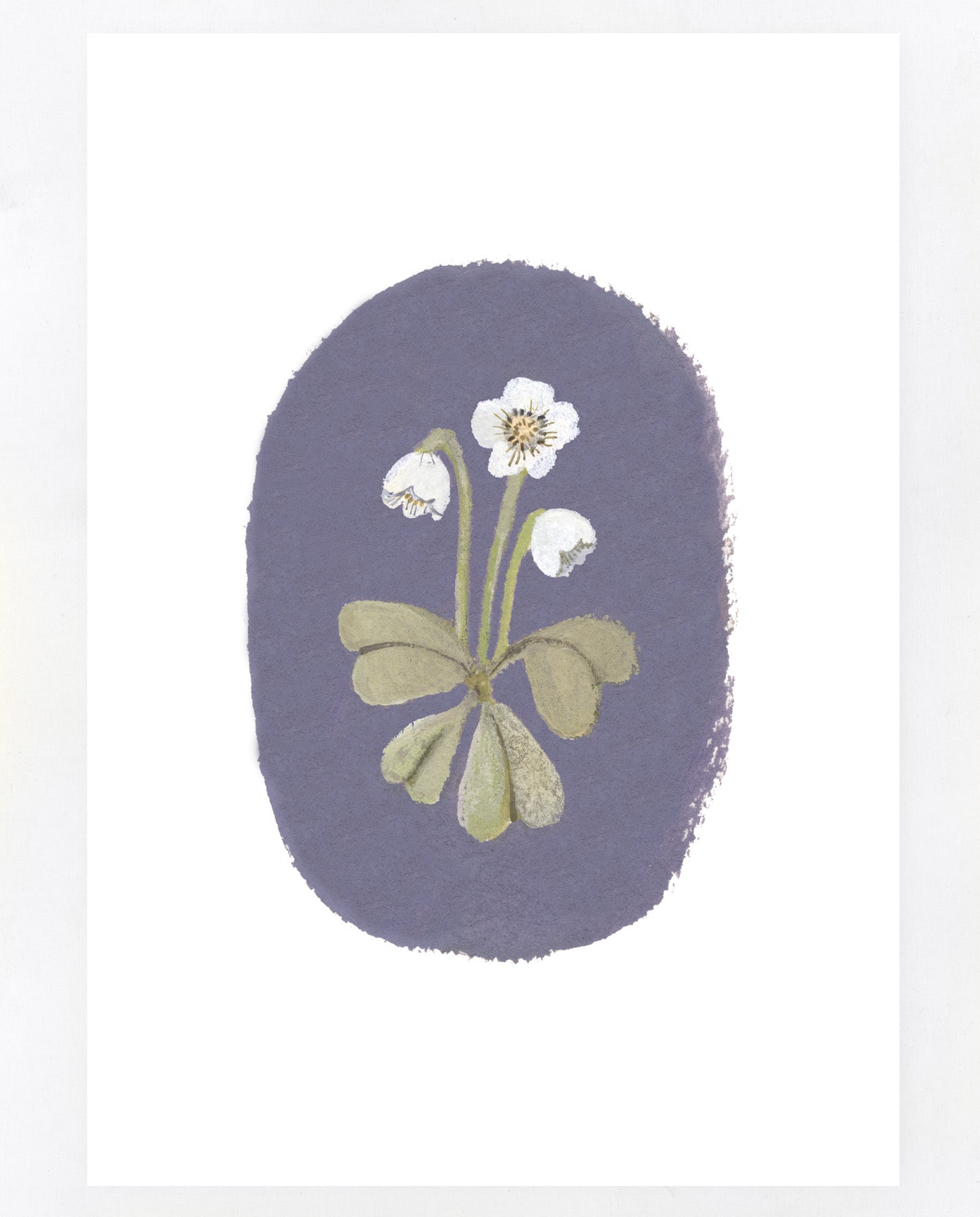 Wood Sorrel A5 print