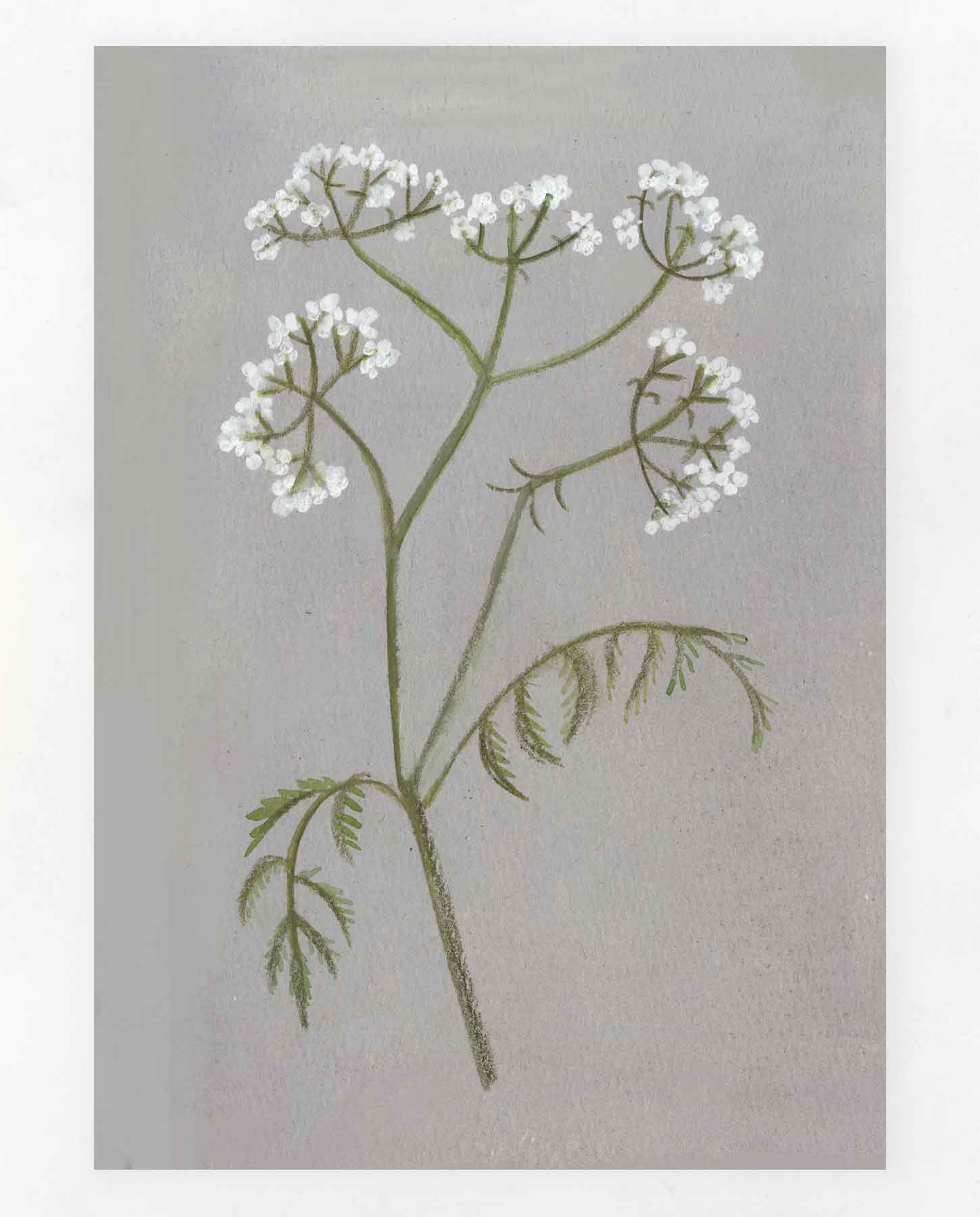 Cow Parsley Print