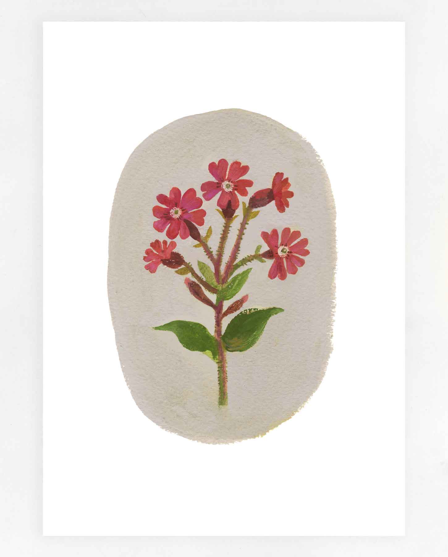Red Campion Print
