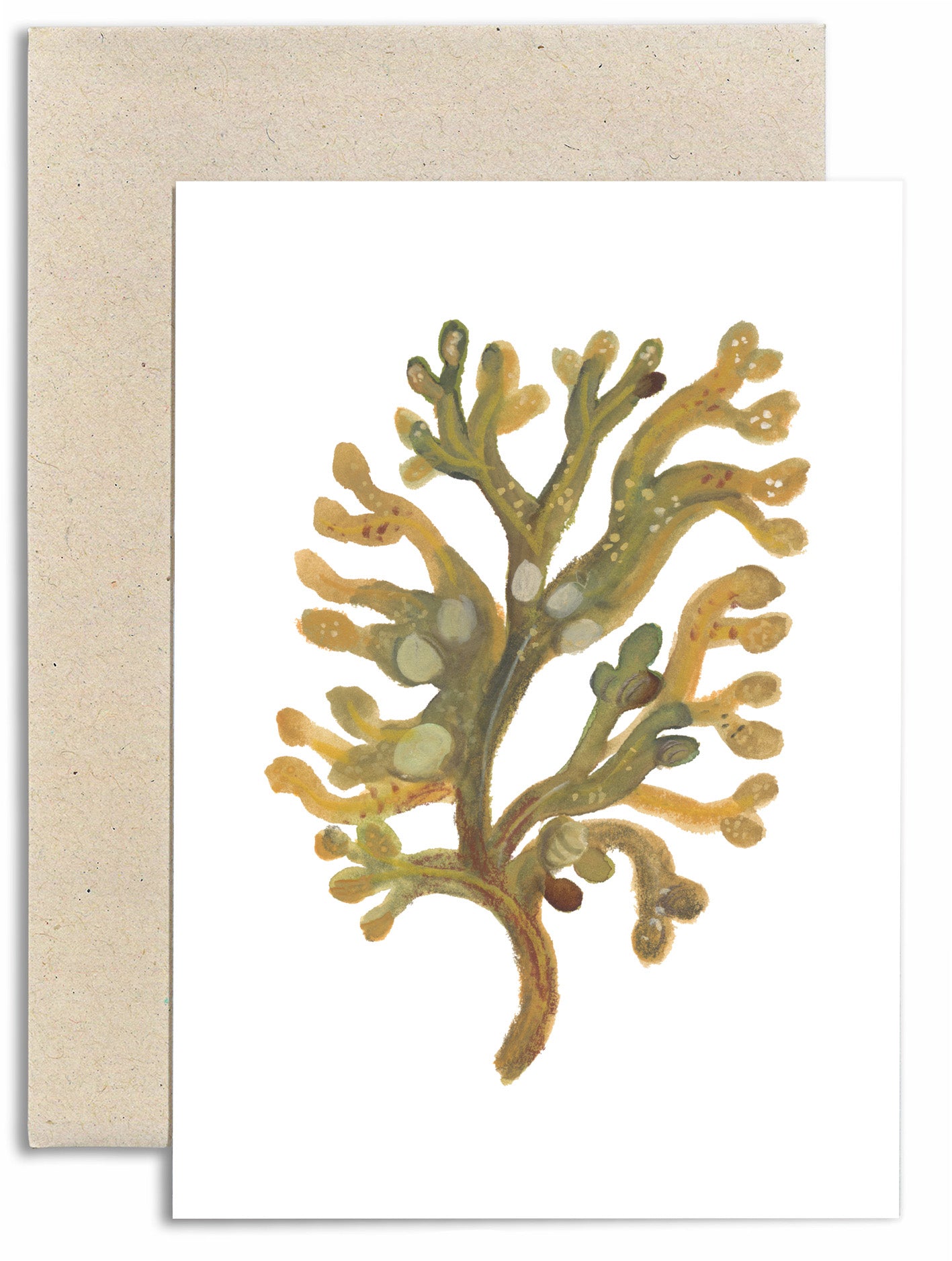 Seaweed Study Card