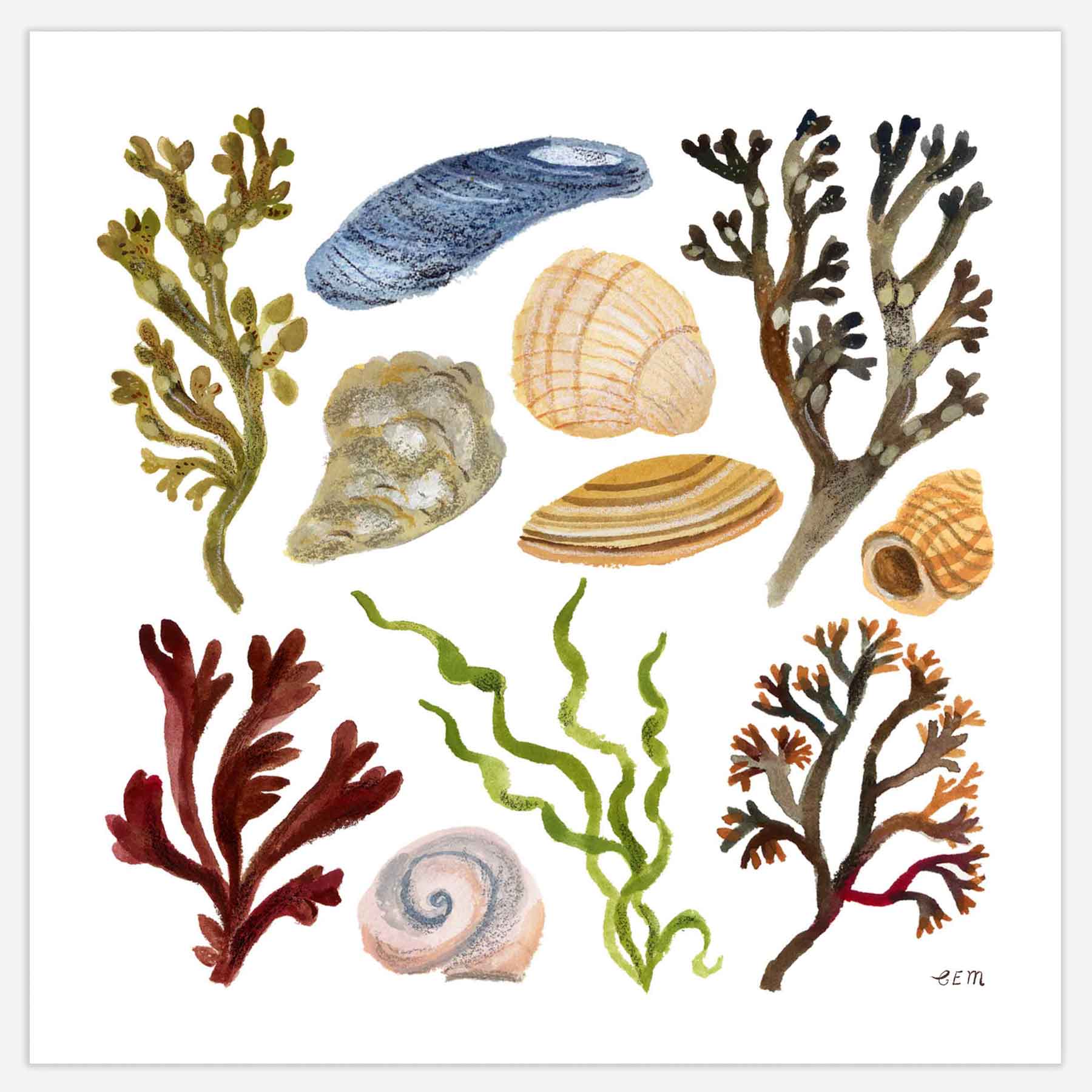 Shells and Seaweed Print