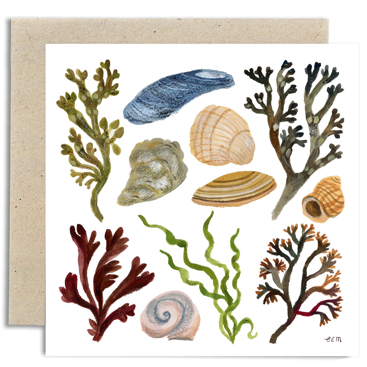 Shells and Seaweed Card