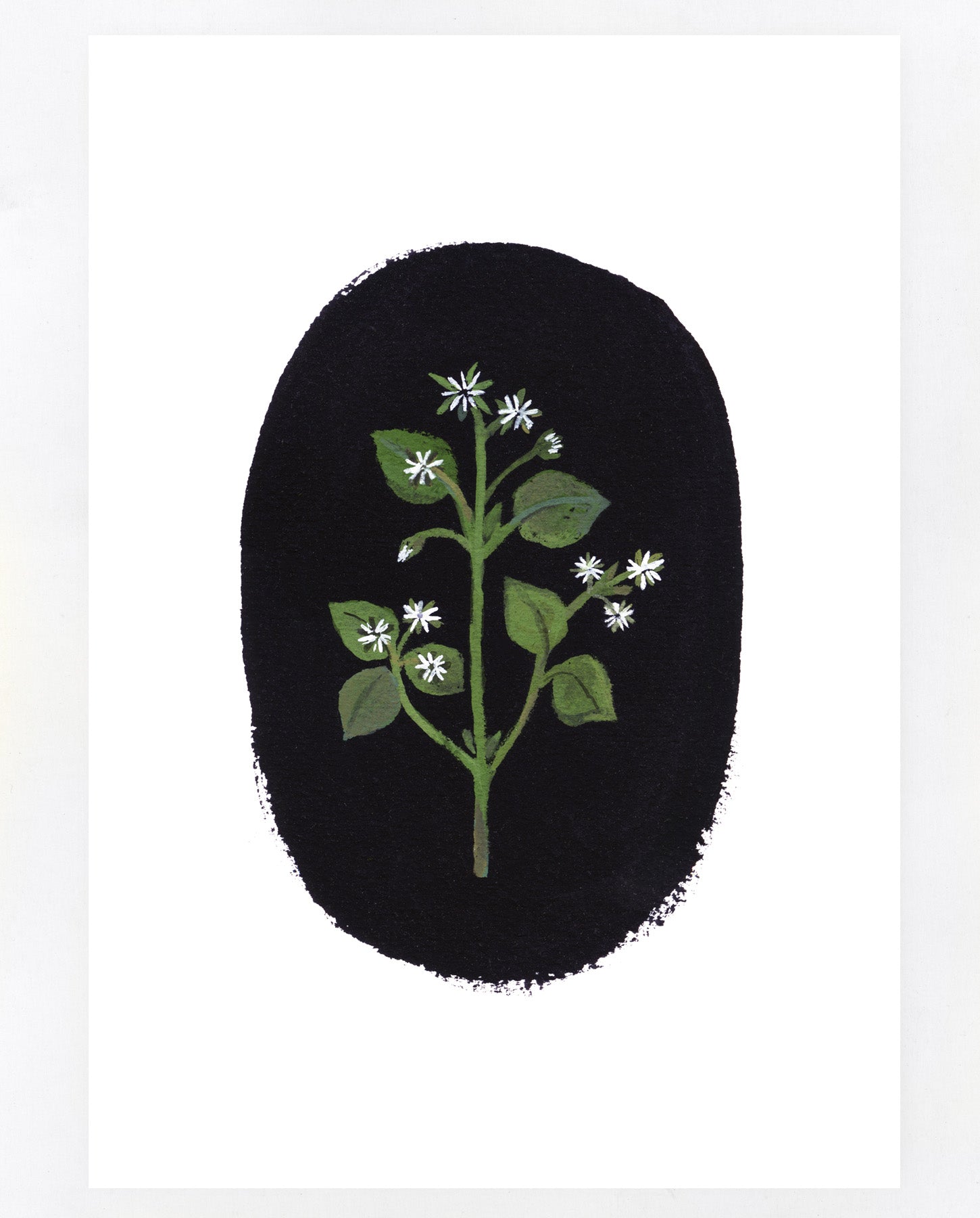 Chickweed A5 print