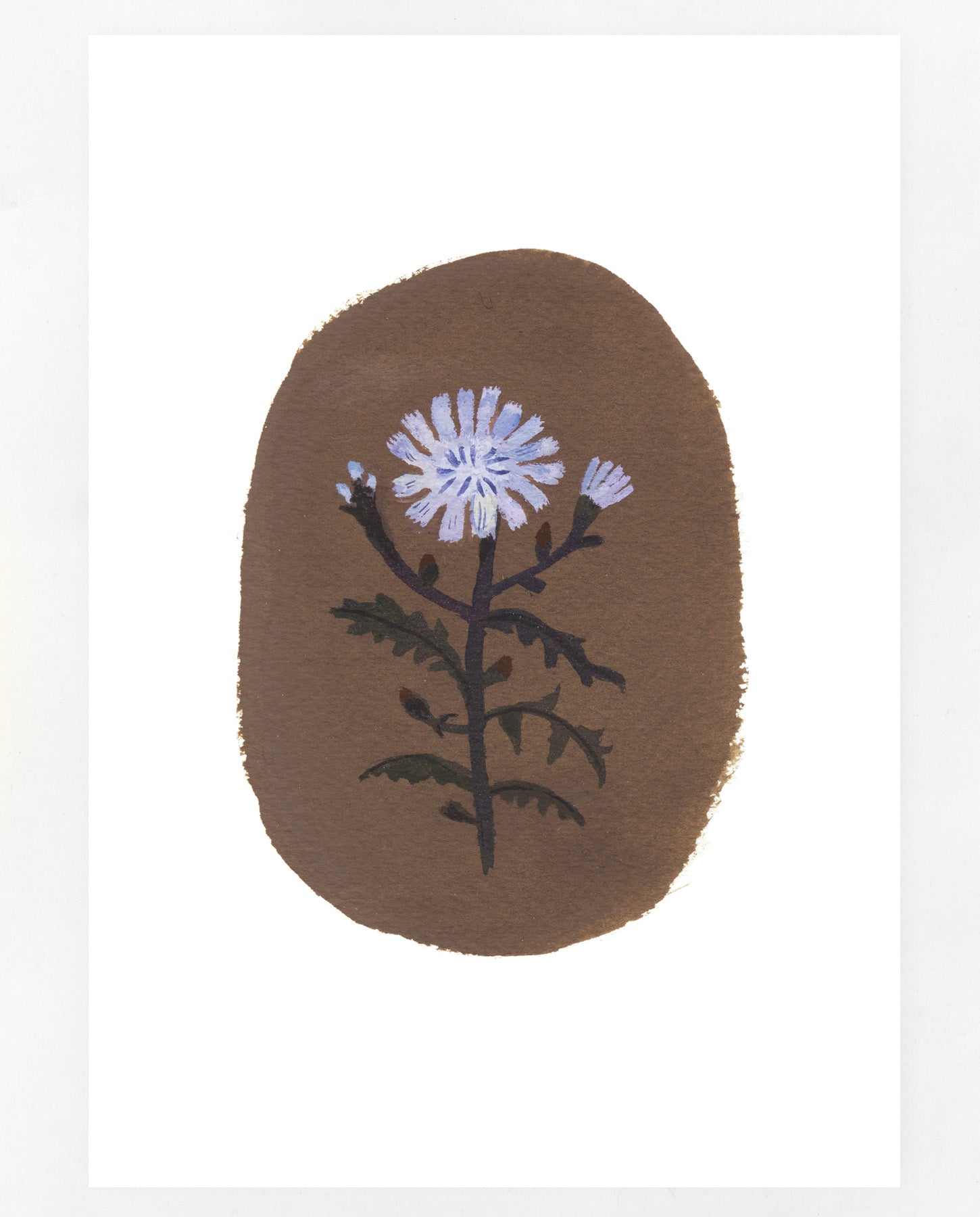Chicory A5 print