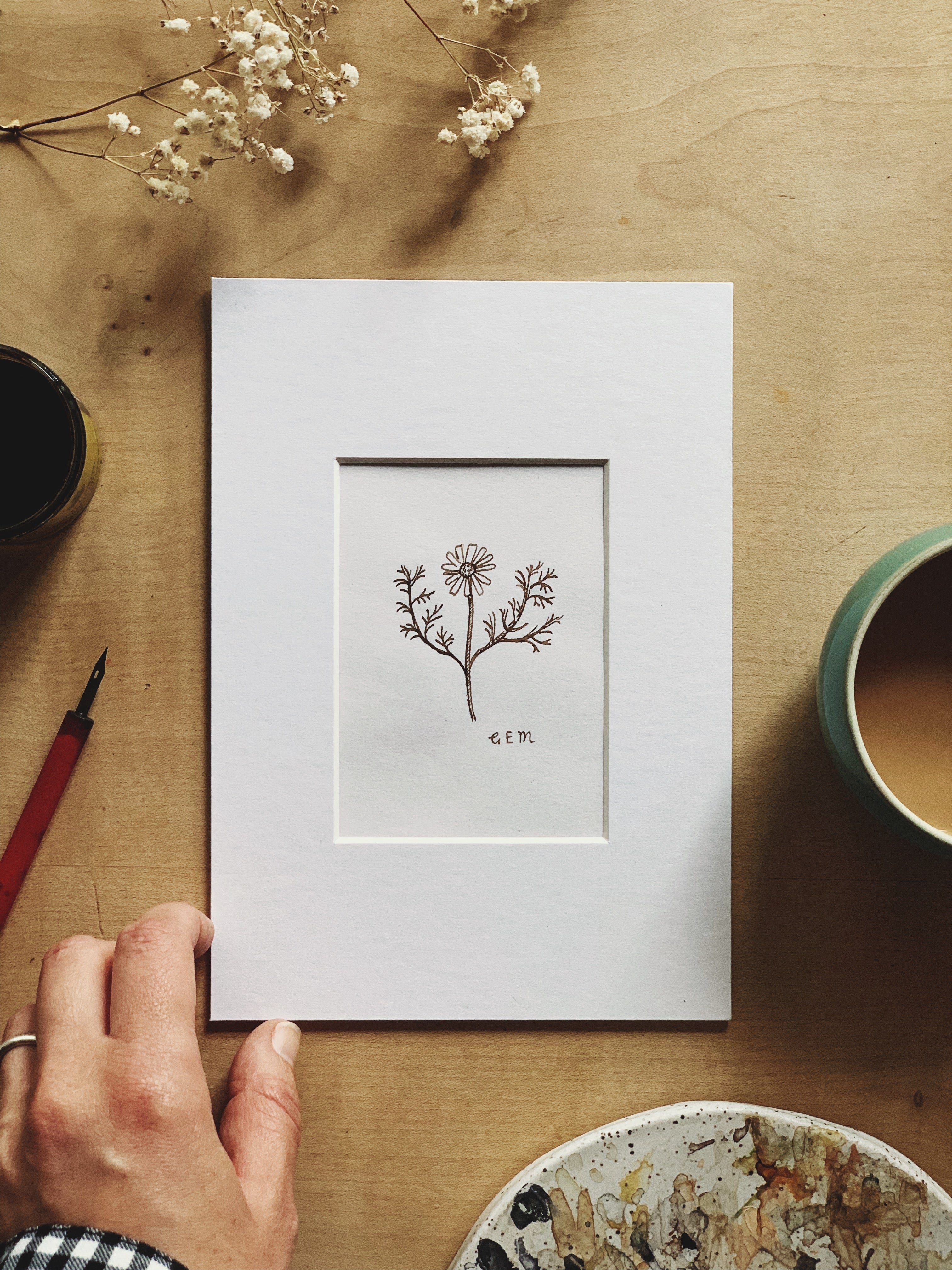 Corn Chamomile original ink drawing
