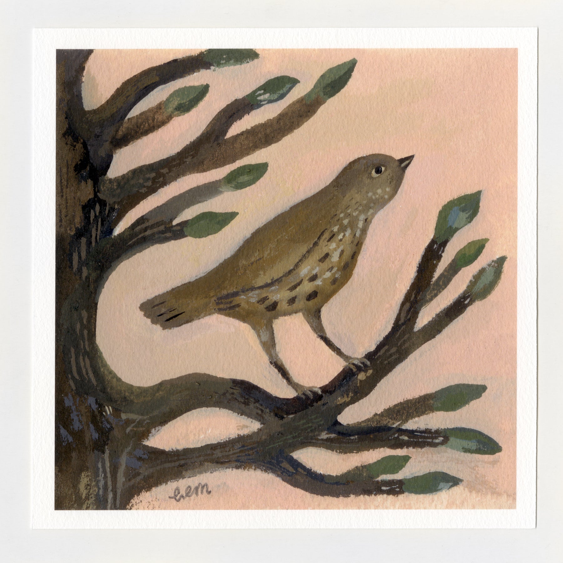 Song Thrush and Buds 7x7 print